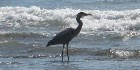 Grand héron les pieds dans l'eau de Santa Barbara